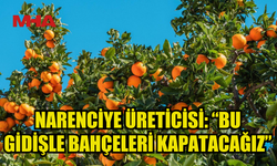 NARENCİYE ÜRETİCİLER BİRLİĞİ: “ÜRÜNÜ CYPFRUVEX’E VERELİ 8 AY OLDU, ANCAK ÖDEME KONUSUNDA HİÇBİR ÇALIŞMA YOK”