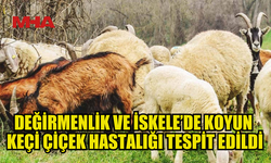 İSKELE VE DEĞİRMENLİK’TE KOYUN KEÇİ ÇİÇEK HASTALIĞI TESPİT EDİLDİ