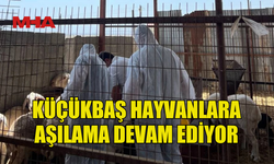 ÇİÇEK HASTALIĞINA KARŞI 18 BİN AŞILAMA