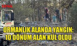 ÇAMLIKÖY’DE ORMAN YANGINI: 210 AĞAÇ ZARAR GÖRDÜ