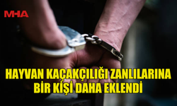 KAÇAK HAYVAN OLAYI GENİŞLİYOR: İKİNCİ ŞÜPHELİ TUTUKLANDI