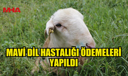 MAVİ DİL HASTALIĞI ÖDEMELERİ YAPILDI