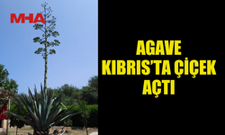 AGAVE KIBRIS'TA ÇİÇEK AÇTI