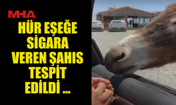 HÜR EŞEĞE SİGARA VEREN ŞAHIS TESPİT EDİLDİ ...