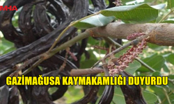 11 AĞUSTOS PAZARTESİ'NDEN İTİBAREN GAZİMAĞUSA BÖLGESİNDE HARUP TOPLANABİLECEK