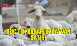 DÜÇ'TEN KASAPLIK HAYVAN SATIŞI