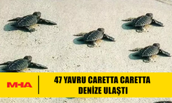 DİDİM’DE CARETTA CARETTA SÜRPRİZİ: TAŞBURUN’DA 47 YAVRU DENİZLE BULUŞTU