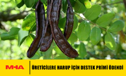ÜRETİCİLERE HARUP İÇİN DESTEK PRİMİ ÖDENDİ