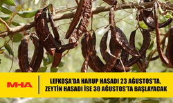 LEFKOŞA’DA HARUP HASADI 23 AĞUSTOS’TA, ZEYTİN HASADI İSE 30 AĞUSTOS’TA BAŞLAYACAK