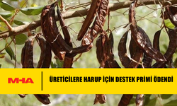 ÜRETİCİLERE HARUP İÇİN DESTEK PRİMİ ÖDENDİ
