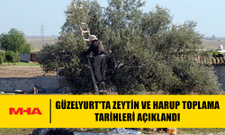 GÜZELYURT'TA ZEYTİN VE HARUP TOPLAMA TARİHLERİ AÇIKLANDI