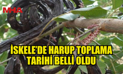 İSKELE’DE HARUP TOPLAMA TARİHİ BELLİ OLDU