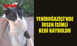 YENİBOĞAZİÇİ'NDE İRSEN İSİMLİ KEDİ KAYBOLDU