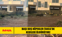 BAŞI BOŞ KÖPEKLER İSKELE’DE KEDİLERİ ÖLDÜRÜYOR!