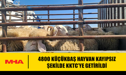 4800 KÜÇÜKBAŞ HAYVAN KAYIPSIZ ŞEKİLDE KKTC’YE GETİRİLDİ