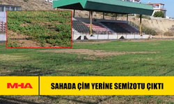SAHADA ÇİM YERİNE SEMİZOTU ÇIKTI