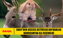 GKRY’DEN GİZLİCE GETİRİLEN HAYVANLAR KORUÇAM’DA ELE GEÇİRİLDİ