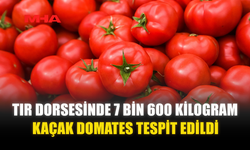 TIR DORSESİNDE 7,6 TON KAÇAK DOMATES BULUNDU