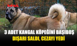 3 ADET KANGAL KÖPEĞİNİ BAŞIBOŞ DIŞARI SALDI‚ CEZAYI YEDİ