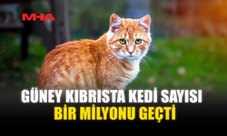 GÜNEY KIBRISTA KEDİ SAYISI BİR MİLYONU GEÇTİ