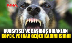 BAŞIBOŞ BIRAKLAN KÖPEK, YOLDAN GEÇEN KADINI ISIRDI