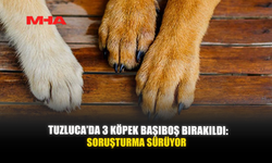 TUZLUCA’DA 3 KÖPEK BAŞIBOŞ BIRAKILDI: SORUŞTURMA SÜRÜYOR