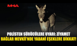 ZİYAMET BAĞLAR MEVKİİ’NDE YOLDA YABANİ EŞEK ÇIKABİLİR