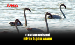 FLAMİNGO GELİŞLERİ BÜYÜK ÖLÇÜDE AZALDI
