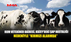 RUM VETERİNER DAİRESİ, KUZEY'DEKİ ŞAP HASTALIĞI NEDENİYLE “KIRMIZI ALARMDA”