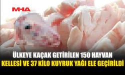 150 HAYVAN KELLESİ VE 37 KİLO KUYRUK YAĞI ELE GEÇİRİLDİ