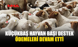 KÜÇÜKBAŞ HAYVAN BAŞI DESTEK ÖDEMELERİ DEVAM ETTİ