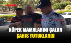 KÖPEK MAMALARINI ÇALAN ŞAHIS TUTUKLANDI