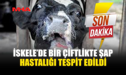 İSKELE’DE BİR ÇİFTLİKTE ŞAP HASTALIĞI TESPİT EDİLDİ