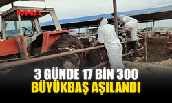 3 GÜNDE 17 BİN 300 BÜYÜKBAŞ AŞILANDI