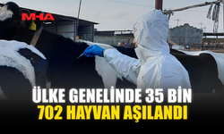 ÜLKE GENELİNDE 35 BİN 702 HAYVAN AŞILANDI