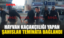 HAYVAN KAÇAKÇILIĞI YAPAN ŞAHISLAR TEMİNATA BAĞLANDI