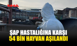 ŞAP HASTALIĞINA KARŞI 54 BİN HAYVAN AŞILANDI