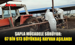 ŞAPLA MÜCADELE SÜRÜYOR: 67 BİN 973 BÜYÜKBAŞ HAYVAN AŞILANDI