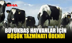 BÜYÜKBAŞ HAYVANLAR İÇİN DÜŞÜK TAZMİNATI ÖDENDİ