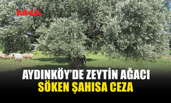 AYDINKÖY’DE ZEYTİN AĞACI SÖKEN ŞAHISA CEZA