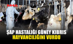 ŞAP HASTALIĞI GÜNEY KIBRIS HAYVANCILIĞINI KÖTÜ ETKİLEDİ