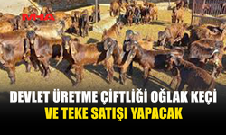 DEVLET ÜRETME ÇİFTLİĞİ’NDEN OĞLAK, KEÇİ VE TEKE SATIŞI