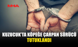 KASITLI OLARAK KÖPEĞE ÇARPIP ÖLD*RDÜ!