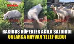 BAŞIBOŞ KÖPEKLER KATLİAM YAPTI: 30 HAYVAN TELEF OLDU
