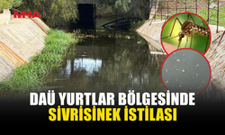 DAÜ YURTLAR BÖLGESİNİ SİVRİSİNEKLER İSTİLA ETTİ!