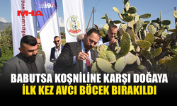 BABUTSA İÇİN AVCI BÖCEKLER DOĞAYA SALINDI