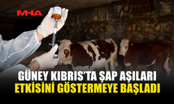 GÜNEYDE ŞAP HASTALIĞINDA AŞILAMA SONUÇ VERMEYE BAŞLADI