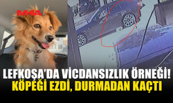 LEFKOŞA’DA KÖPEĞE ÇARPAN SÜRÜCÜ OLAY YERİNDEN KAÇTI