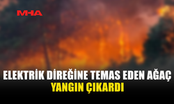 KARŞIYAKA’DA İZİNSİZ AĞAÇ KESİMİ YANGINA NEDEN OLDU