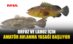 ORFOZ VE LAHOZ AVINA SEZON YASAĞI GELDİ